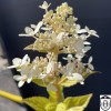 Hydrangea paniculata 'Confetti' - Aedhortensia 'Confetti' C5/5L